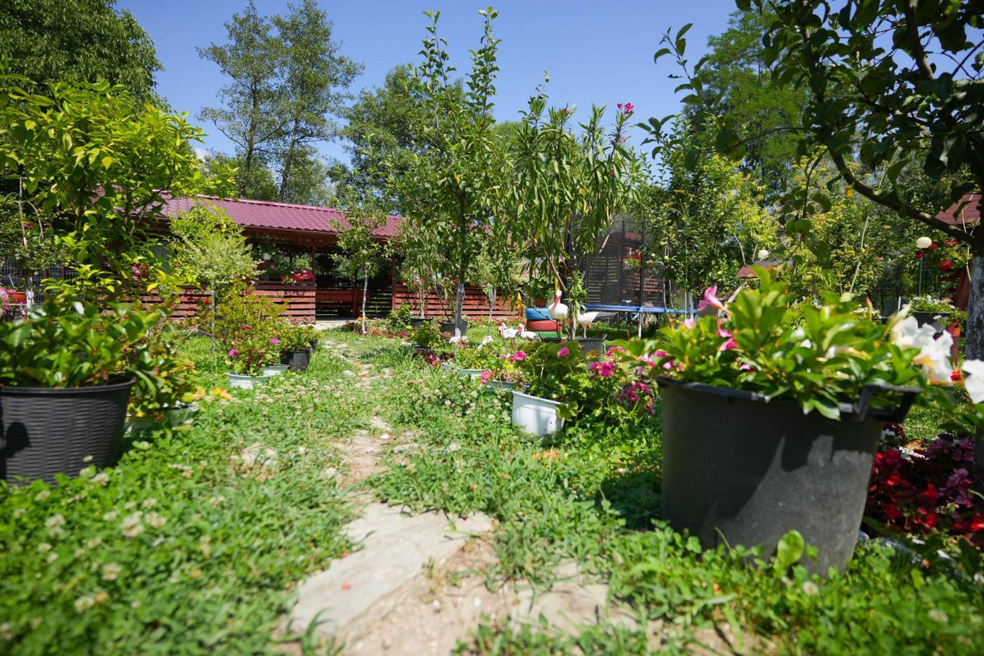 Casa Ion Daire Horezu Dış mekan fotoğraf